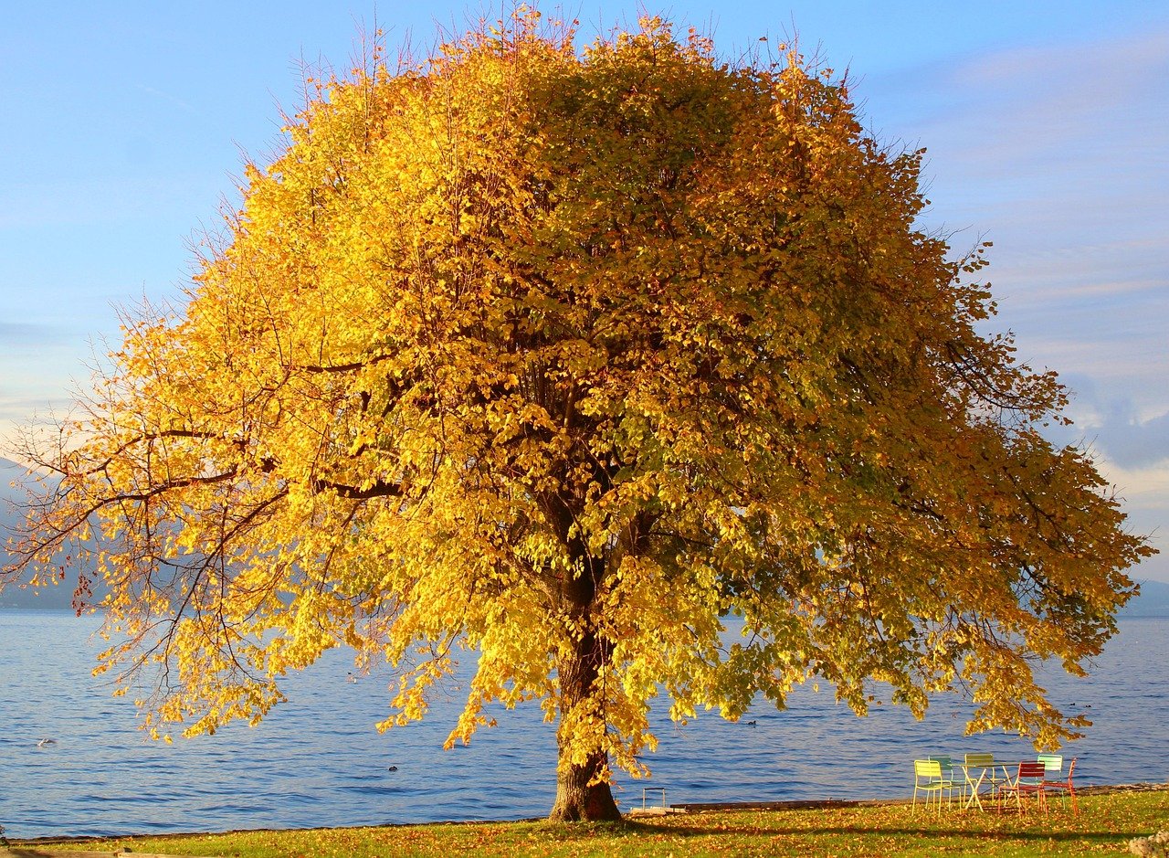 Tree 7619791 1280