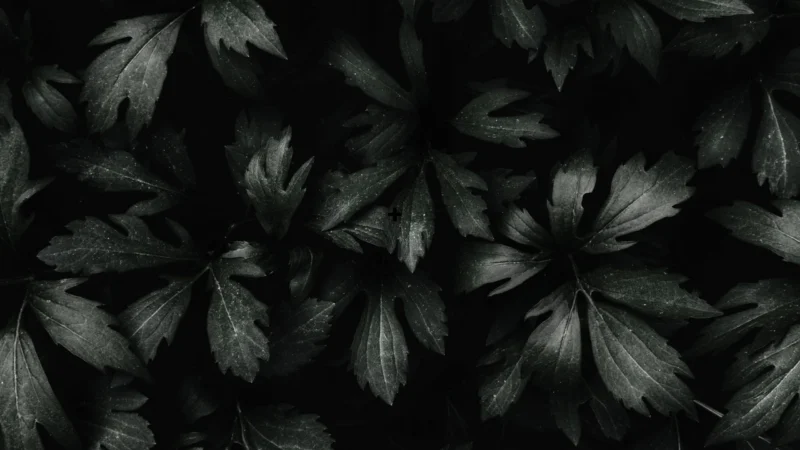 Dark leaves closeup view background – Preview