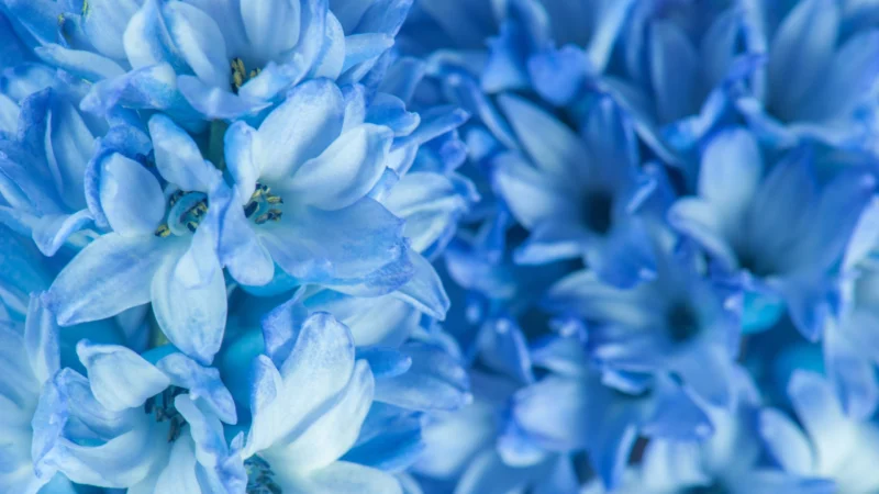 Macro view of soft blue hyacinth flowers with gentle textures and light blue petals.