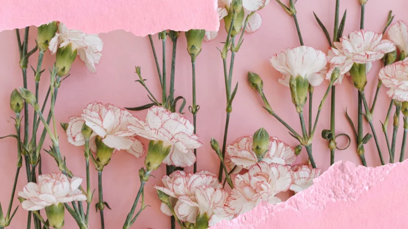 White and pink carnation stems arranged on a soft pink background with torn paper borders.